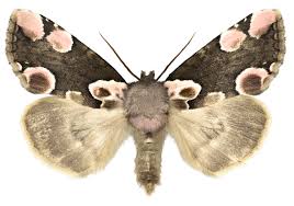 Attēlu rezultāti vaicājumam “Thyatira batis imago”