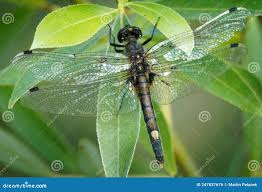 Attēlu rezultāti vaicājumam “Leucorrhinia pectoralis”
