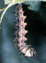 Attēlu rezultāti vaicājumam “Aglais urticae underside”