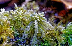 Attēlu rezultāti vaicājumam “Pseudotaxiphyllum elegans macro”