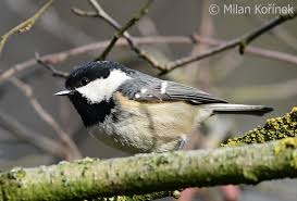 Attēlu rezultāti vaicājumam “Periparus ater”