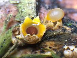 Attēlu rezultāti vaicājumam “Sphaerobolus stellatus”