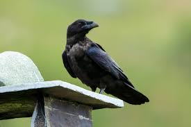 Attēlu rezultāti vaicājumam “Corvus cornix juvenile”