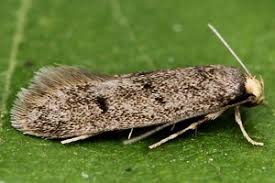 Attēlu rezultāti vaicājumam “Borkhausenia minutella”