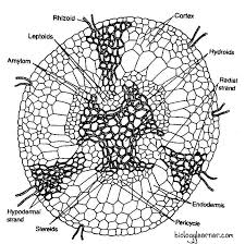 Attēlu rezultāti vaicājumam “Orthotrichum cupulatum var. riparium sporophyte”