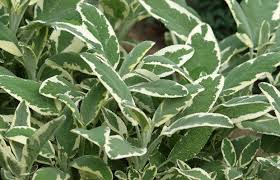 Image result for Salbei