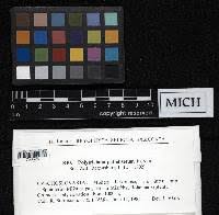 Attēlu rezultāti vaicājumam “Polytrichastrum pallidisetum cells”