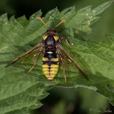 Attēlu rezultāti vaicājumam “Cimbex femoratus imago”