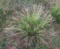 Attēlu rezultāti vaicājumam “Nardus stricta fruit”