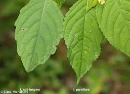 Attēlu rezultāti vaicājumam “Impatiens parviflora leaf”