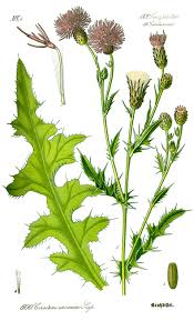Attēlu rezultāti vaicājumam “Cirsium arvense leaf”