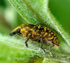 Attēlu rezultāti vaicājumam “Larinus sp.”