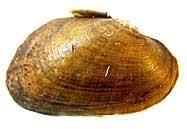 Image result for Suffolk Coastal Floaters