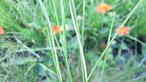 Attēlu rezultāti vaicājumam “Nardus stricta flower”