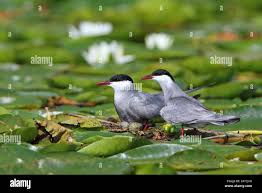 Image result for Chlidonias hybrida