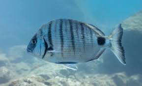 Image result for Diplodus cadenati