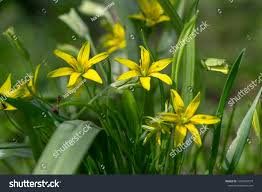 Attēlu rezultāti vaicājumam “Gagea lutea flower”