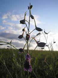 Attēlu rezultāti vaicājumam “Consolida regalis fruit”