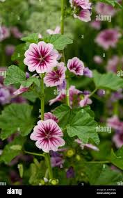 Image result for Malva sylvestris var. mauritiana