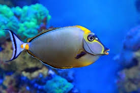 Image result for Naso lituratus