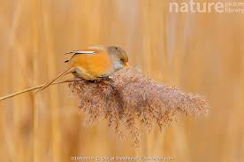 Attēlu rezultāti vaicājumam “Panurus biarmicus female”