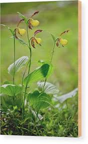 Attēlu rezultāti vaicājumam “Cypripedium calceolus”