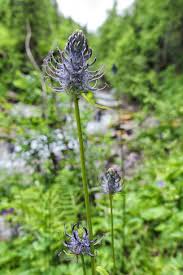 Attēlu rezultāti vaicājumam “Phyteuma spicatum flower”