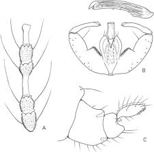 Attēlu rezultāti vaicājumam “Rabdophaga degeeri”