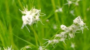 Attēlu rezultāti vaicājumam “Trichophorum alpinum fruit”