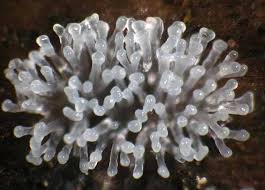 Attēlu rezultāti vaicājumam “Badhamiopsis macrospora macro”