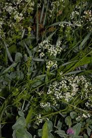 Attēlu rezultāti vaicājumam “Galium album fruit”