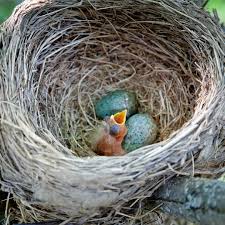 Attēlu rezultāti vaicājumam “Turdus viscivorus nest”