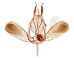 Attēlu rezultāti vaicājumam “Ypsolopha sequella”