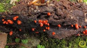 Attēlu rezultāti vaicājumam “Lycogala conicum”