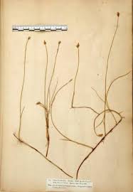 Attēlu rezultāti vaicājumam “Carex chordorrhiza”