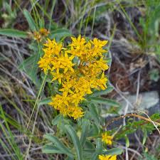 Attēlu rezultāti vaicājumam “Sedum aizoon flower”