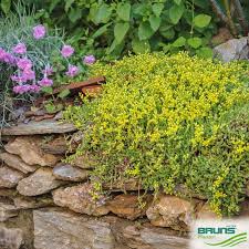 Attēlu rezultāti vaicājumam “Sedum acre flower”