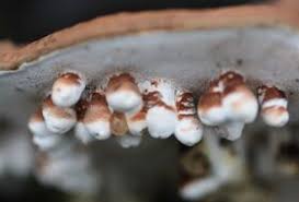 Attēlu rezultāti vaicājumam “Agathomyia wankowiczii”