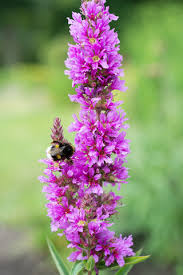 Attēlu rezultāti vaicājumam “Lythrum salicaria flower”