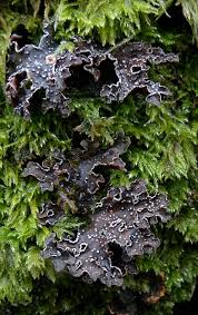 Attēlu rezultāti vaicājumam “Cladonia norvegica”