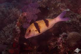 Image result for Parupeneus trifasciatus