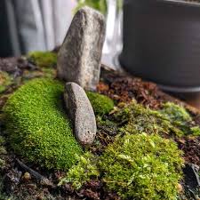 Attēlu rezultāti vaicājumam “Barbula unguiculata macro”