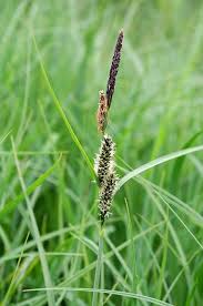 Attēlu rezultāti vaicājumam “Carex acuta fruit”