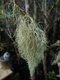 Attēlu rezultāti vaicājumam “Ramalina thrausta”