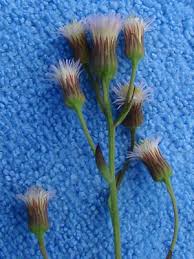 Attēlu rezultāti vaicājumam “Erigeron acris flower”