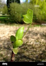 Attēlu rezultāti vaicājumam “Liriodendron tulipifera bud”