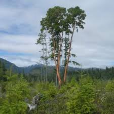 Attēlu rezultāti vaicājumam “Juglans x sinensis”