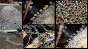 Attēlu rezultāti vaicājumam “Didymium serpula”