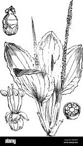 Attēlu rezultāti vaicājumam “Armeria vulgaris leaf”