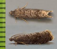 Attēlu rezultāti vaicājumam “Grapholita funebrana”